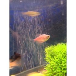 Around 15 fish for sale