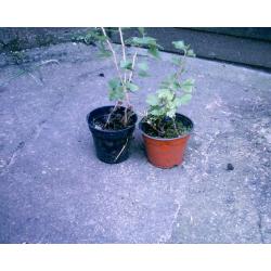 GOOSEBERRY PLANTS FOR SALE IN CALNE WILTSHIRE