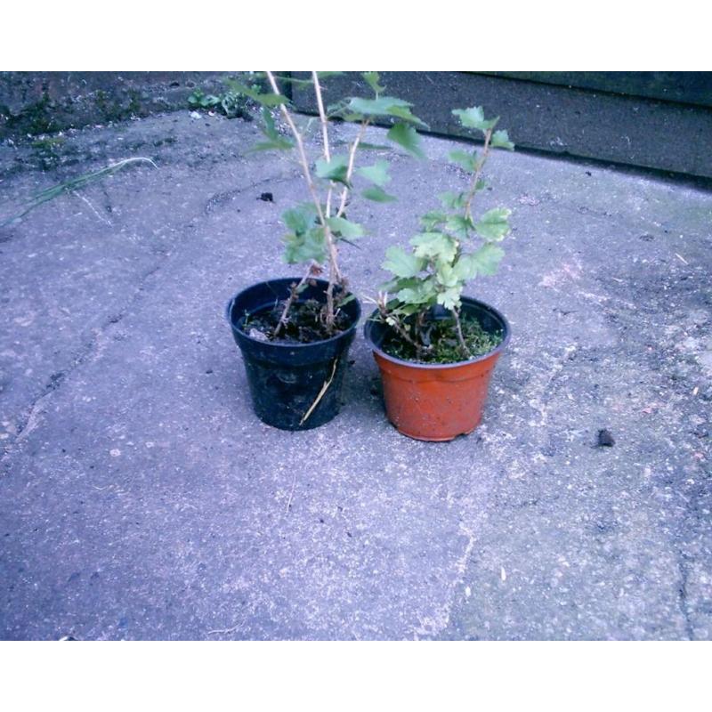 GOOSEBERRY PLANTS FOR SALE IN CALNE WILTSHIRE