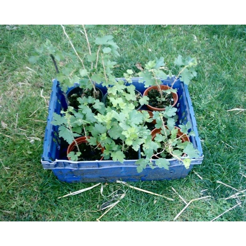GOOSEBERRY PLANTS FOR SALE IN CALNE WILTSHIRE