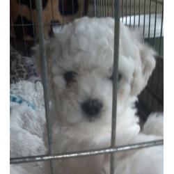 bichon/maltese puppy
