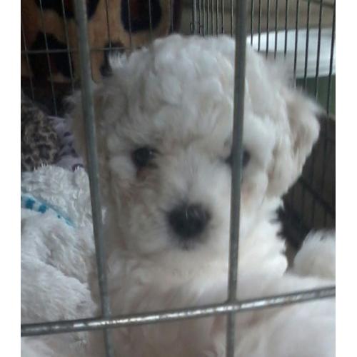 bichon/maltese puppy