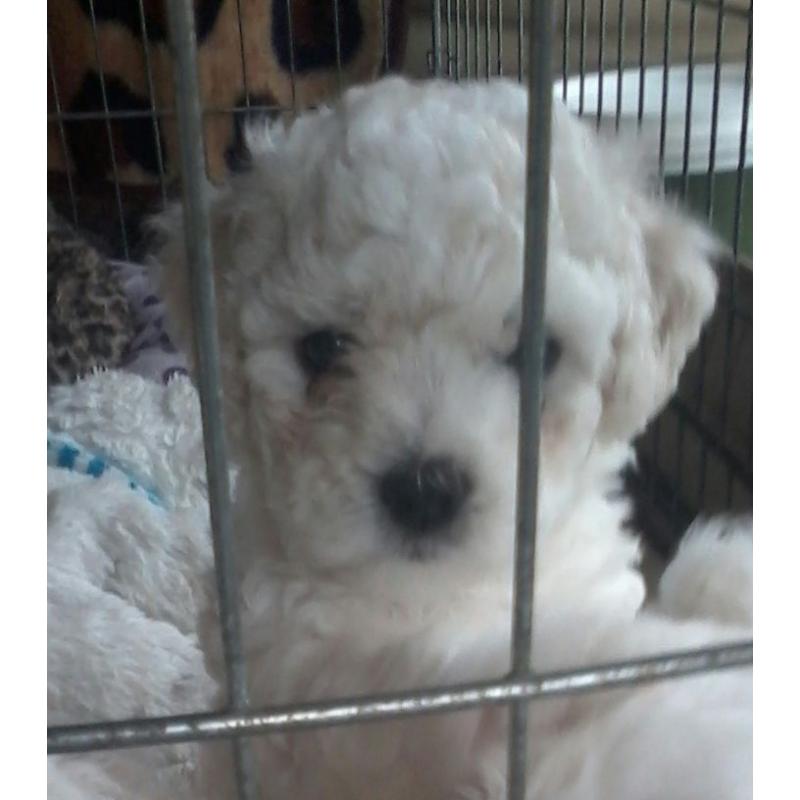 bichon/maltese puppy