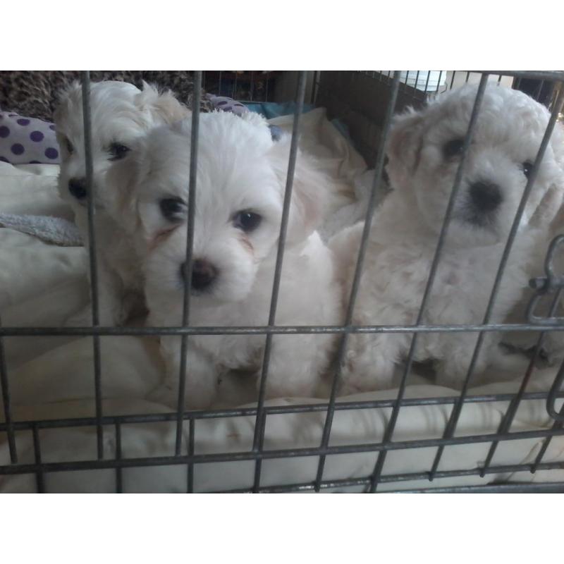 bichon/maltese puppy