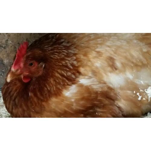 Clocking hen for sale