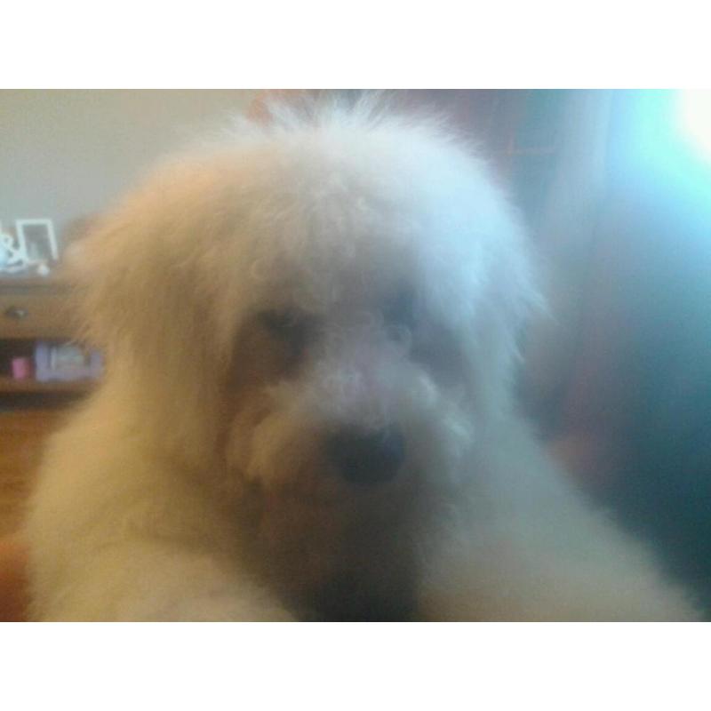 Bichon frise pup
