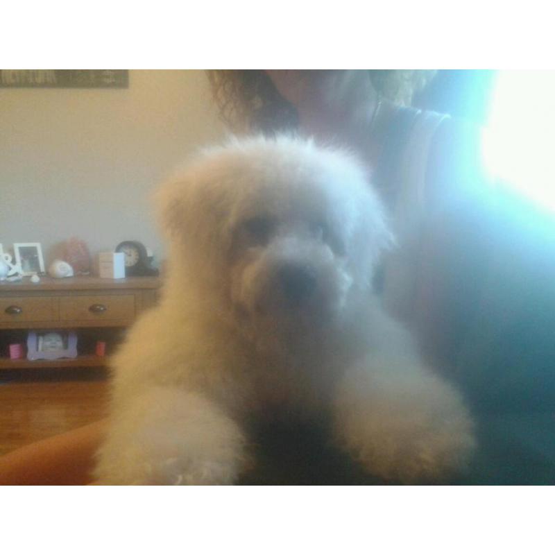 Bichon frise pup