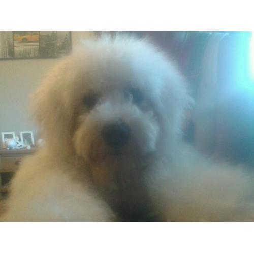 Bichon frise pup