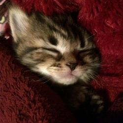 Gorgeous Kittens