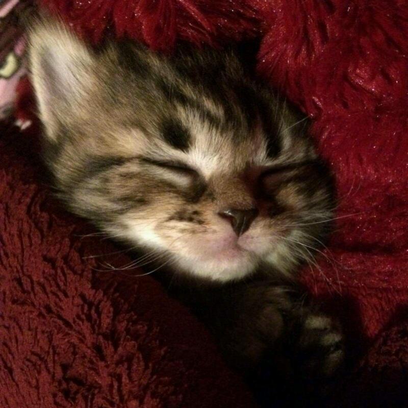 Gorgeous Kittens