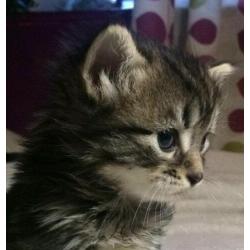 Gorgeous Kittens