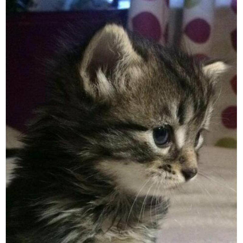 Gorgeous Kittens