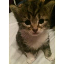 Gorgeous Kittens