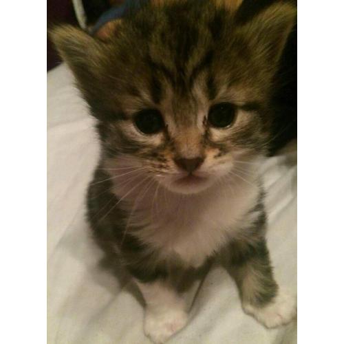 Gorgeous Kittens