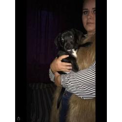 Patterdale x jack Russell pup female 12 weeks