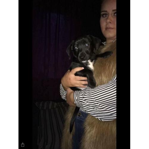 Patterdale x jack Russell pup female 12 weeks