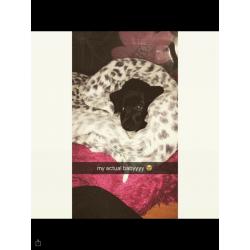 Patterdale x jack Russell pup female 12 weeks
