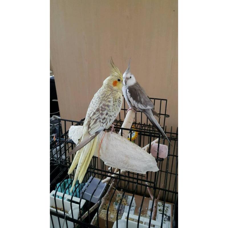 2 cockatiels with cage