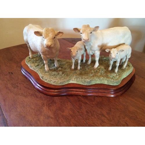 Charolais Family Group