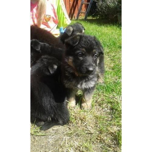 Pure Breed German Shepherd