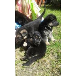 Pure Breed German Shepherd