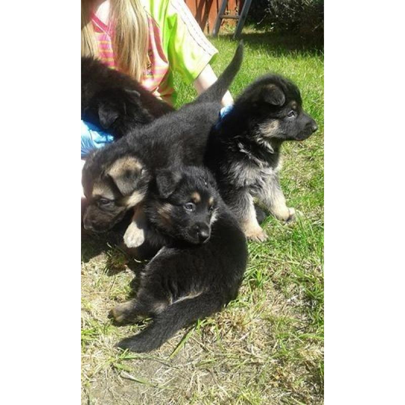 Pure Breed German Shepherd