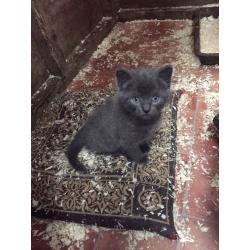 Two grey kittens