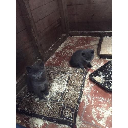 Two grey kittens