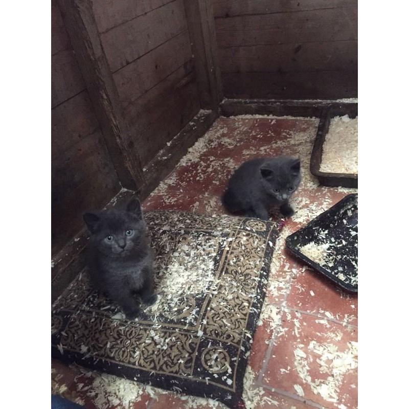 Two grey kittens