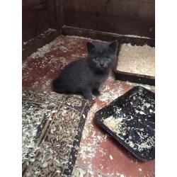 Two grey kittens