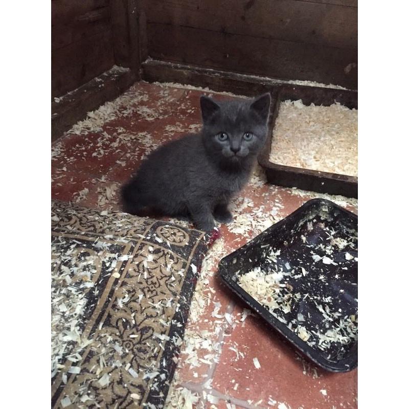 Two grey kittens