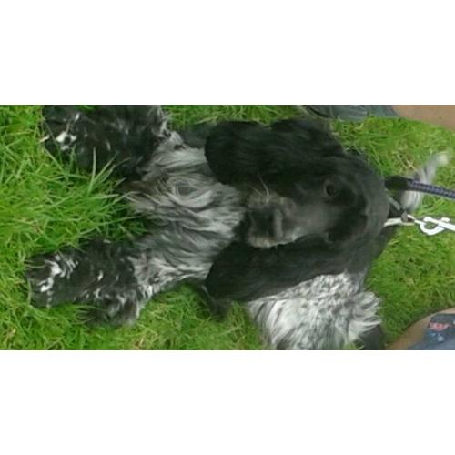 STUNNING SHOW COCKAPOO PUP'S FOR SALE