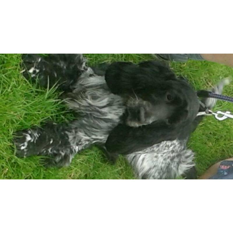 STUNNING SHOW COCKAPOO PUP'S FOR SALE