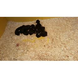 STUNNING SHOW COCKAPOO PUP'S FOR SALE
