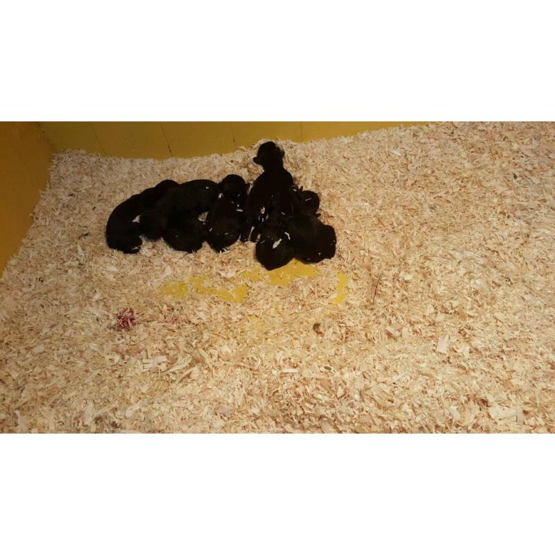STUNNING SHOW COCKAPOO PUP'S FOR SALE
