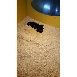 STUNNING SHOW COCKAPOO PUP'S FOR SALE