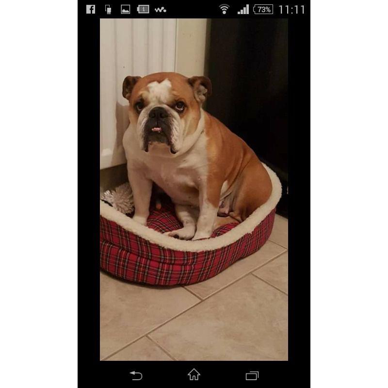 british bulldog kc registered