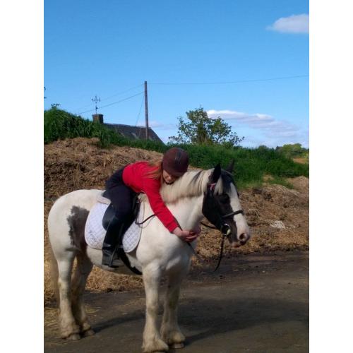 14.2 cob mare