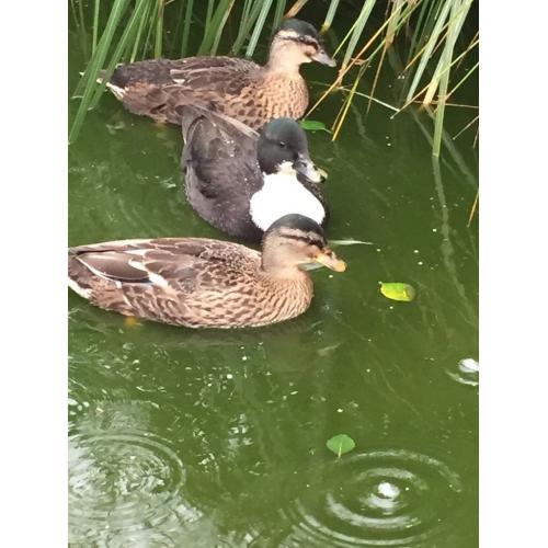 Call ducks 3 months old 1 mallard I dark with white chest