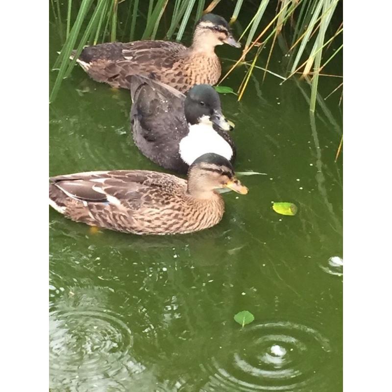 Call ducks 3 months old 1 mallard I dark with white chest