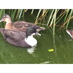 Call ducks 3 months old 1 mallard I dark with white chest