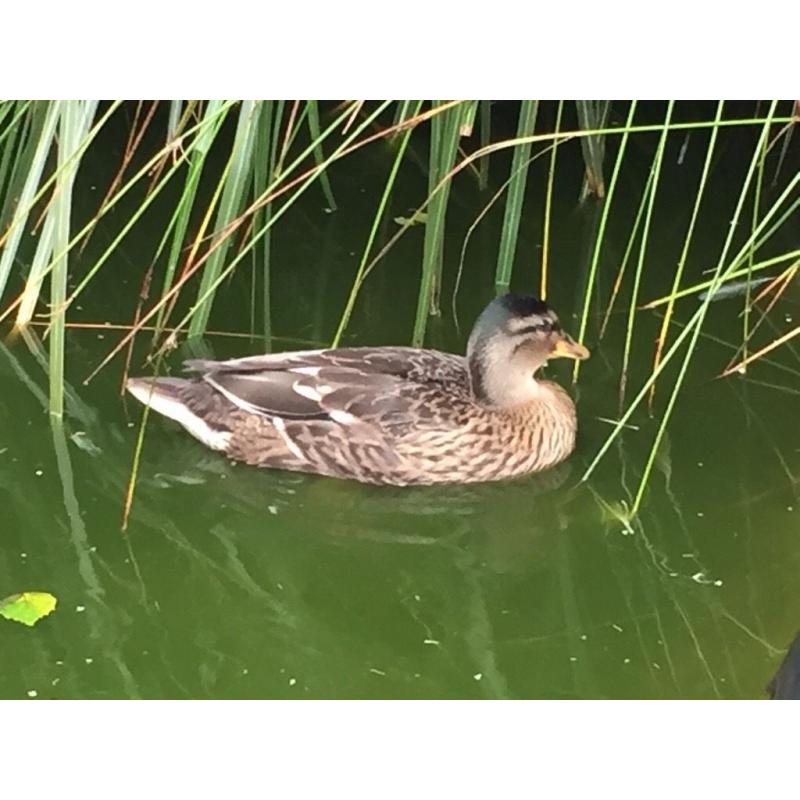 Call ducks 3 months old 1 mallard I dark with white chest