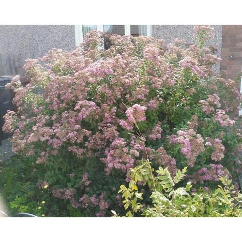 Mature spirea shrub