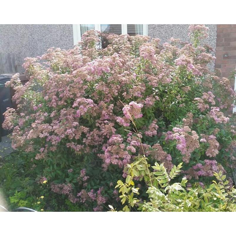 Mature spirea shrub