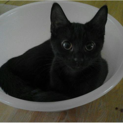 BLACK KITTEN AVAILABLE