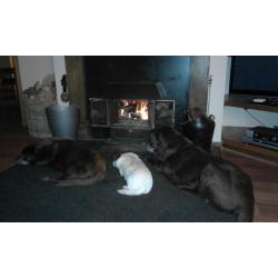 FIREWOOD LOGS -- Hard & Soft