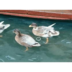 Quality Pairs Of Call Ducks