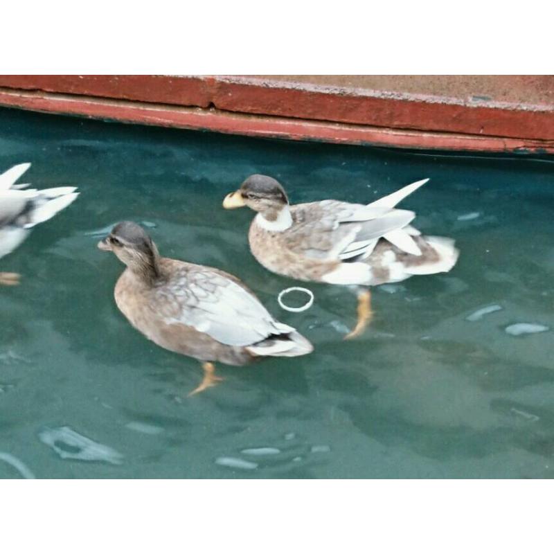 Quality Pairs Of Call Ducks
