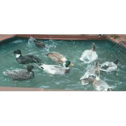 Quality Pairs Of Call Ducks