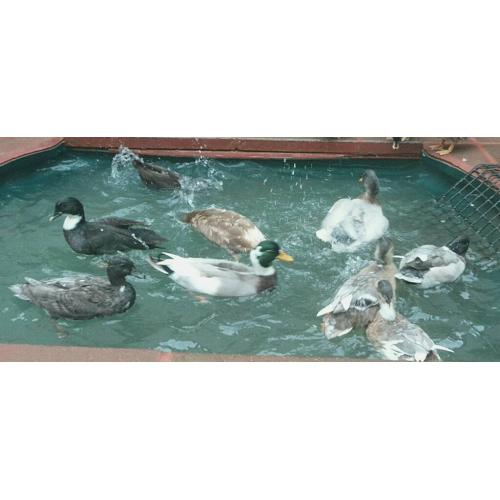 Quality Pairs Of Call Ducks